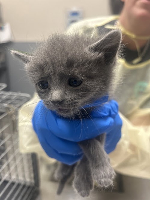 *INFERNO, Baby Domestic Short Hair / Mixed (medium coat), cat for adoption in Las Vegas, Nevada