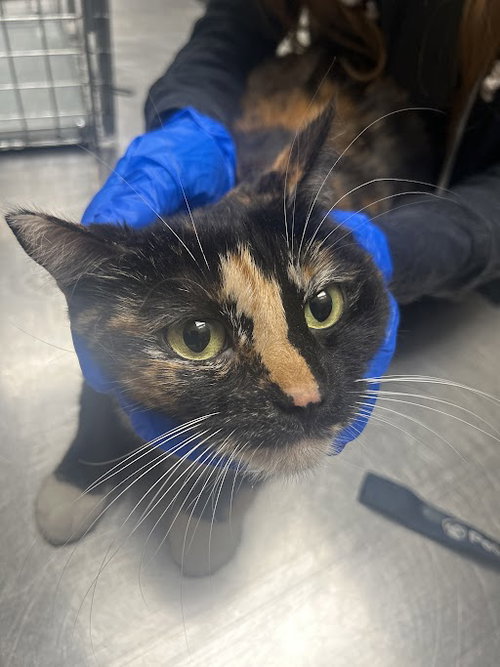 CHISPAS, Adult Domestic Short Hair / Mixed (medium coat), cat for adoption in Las Vegas, Nevada