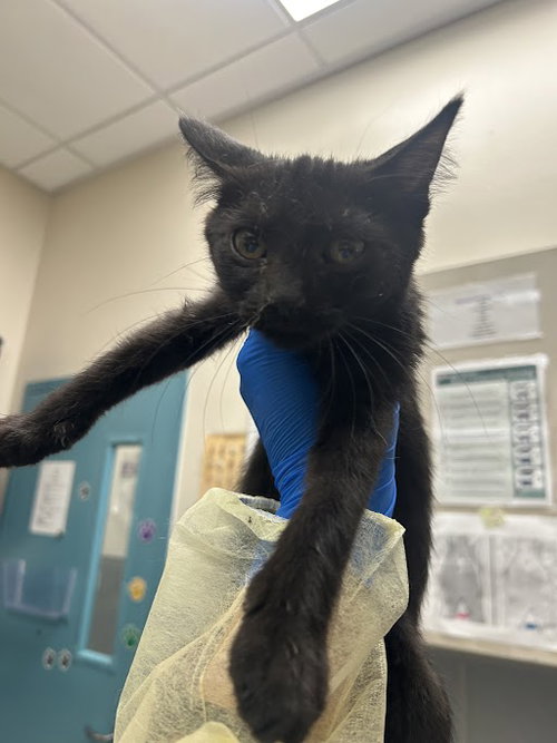 A1424018, Baby Domestic Short Hair / Mixed (medium coat), cat for adoption in Las Vegas, Nevada