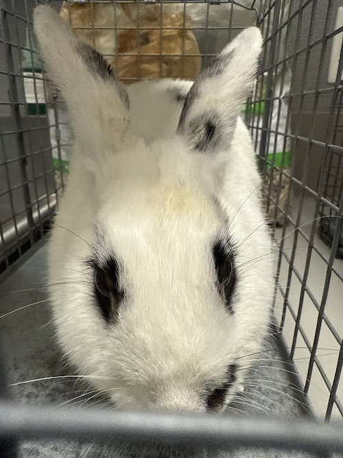 *VANILLA BEAN