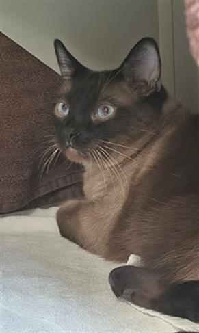 KIMBA, Senior Siamese / Mixed (medium coat), cat for adoption in North Las Vegas, Nevada