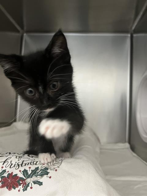 *FIGARO