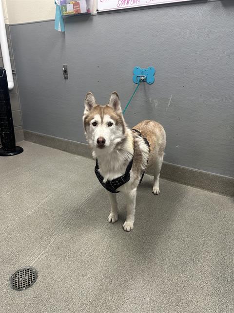 BALTO