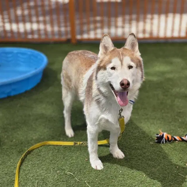 Balto - Husky