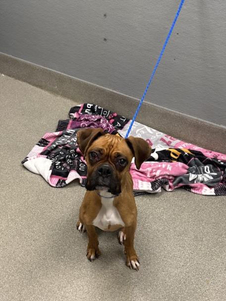 *CLARESSA
