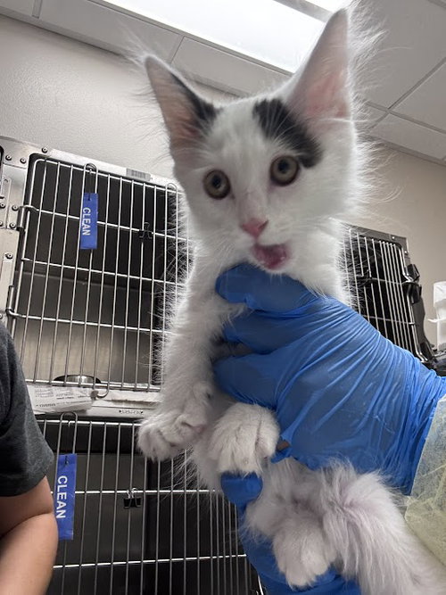 SUBI, Baby Domestic Short Hair / Mixed (medium coat), cat for adoption in Henderson, Nevada