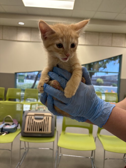 *TIKI CAT, Baby Domestic Short Hair / Mixed (medium coat), cat for adoption in Henderson, Nevada
