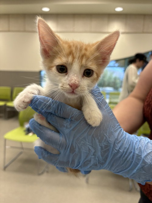 *FRISKIES, Baby Domestic Short Hair / Mixed (medium coat), cat for adoption in Henderson, Nevada