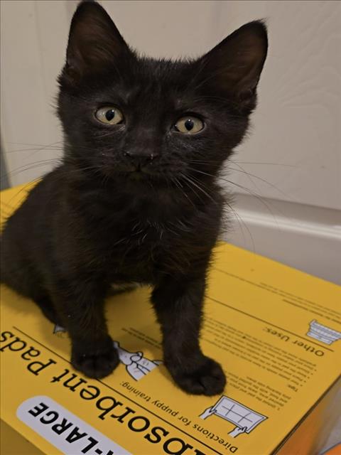 BEE, Baby Domestic Short Hair / Mixed (medium coat), cat for adoption in Henderson, Nevada