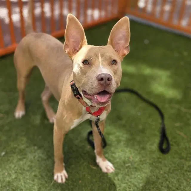 Zeus - Pit Bull Terrier