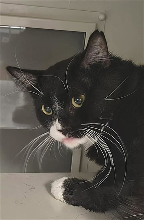 *POPEYE, Adult Domestic Long Hair / Mixed (medium coat), cat for adoption in North Las Vegas, Nevada