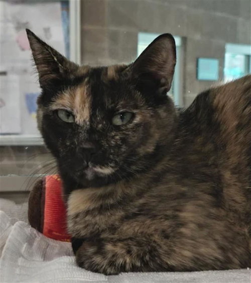 *TIIFU, Adult Domestic Short Hair / Mixed (medium coat), cat for adoption in North Las Vegas, Nevada