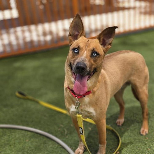*BRAVE, an adoptable Siberian Husky in Las Vegas, NV