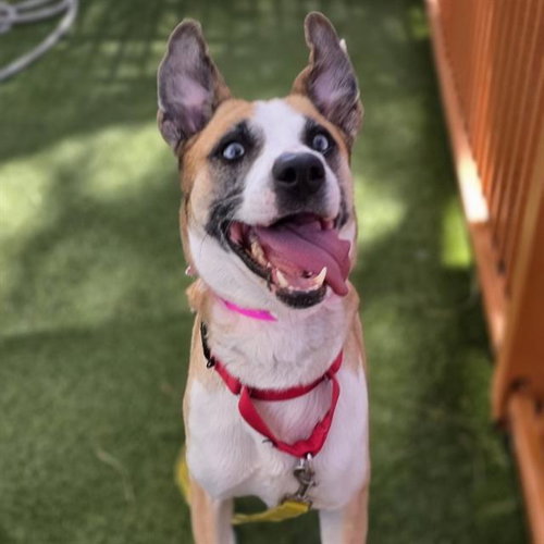 *MERIDA, an adoptable Siberian Husky in Las Vegas, NV
