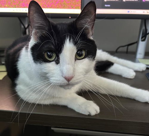 MILO