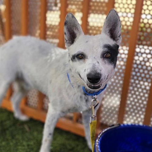 *MICHAEL, an adoptable Queensland Heeler in Las Vegas, NV