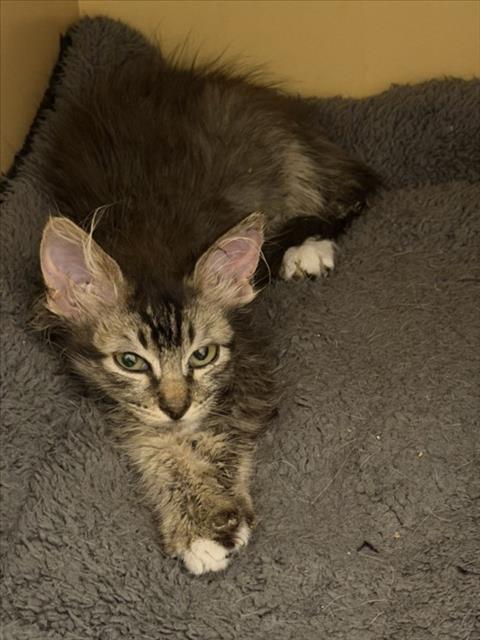 *JACK, Baby Domestic Long Hair / Mixed (medium coat), cat for adoption in Las Vegas, Nevada