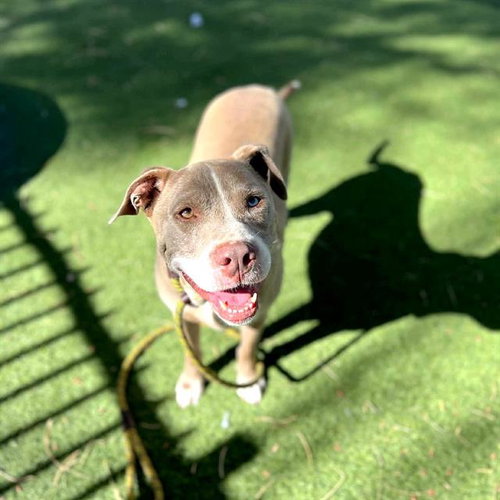 *RUKUS, an adoptable Pit Bull Terrier in Las Vegas, NV