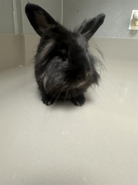 HOP