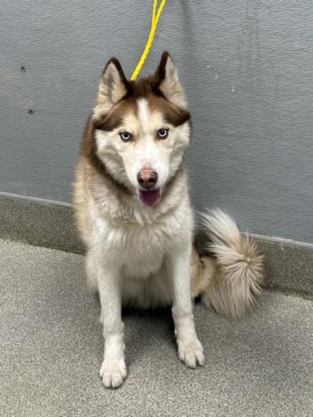 AXEL