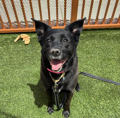 COCOA, an adoptable Labrador Retriever in Las Vegas, NV