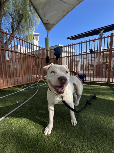 *MARSHMALLOW, an adoptable Pit Bull Terrier in Las Vegas, NV