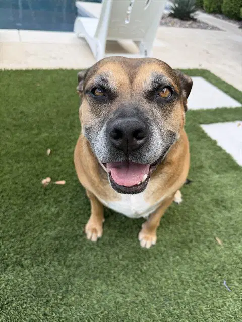 Potato - Pit Bull Terrier