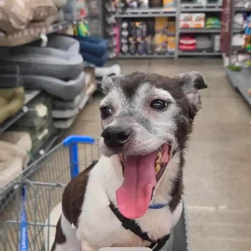 BUDDY, an adoptable Chihuahua in Las Vegas, NV
