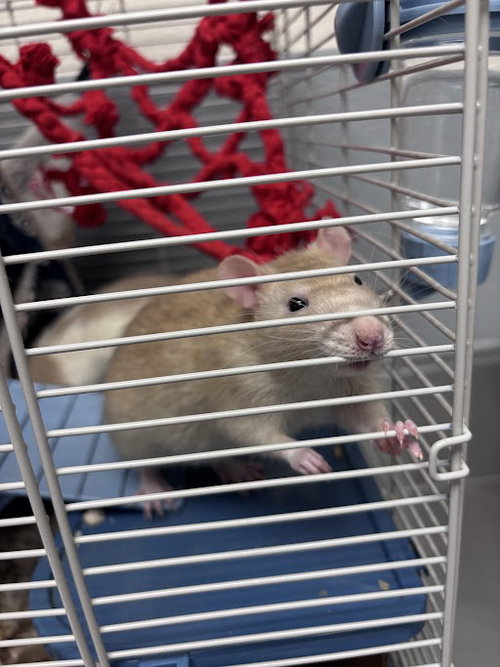 PEANUT