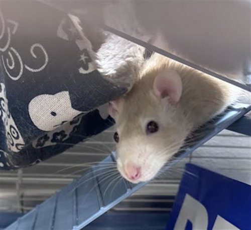 ALMOND