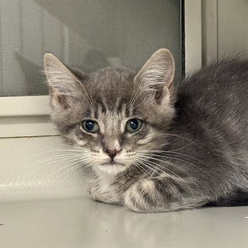 *OSCAR, an adoptable Domestic Short Hair in Las Vegas, NV