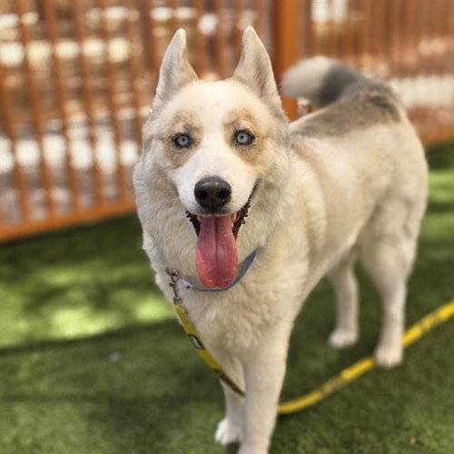 JIM, an adoptable Siberian Husky in Las Vegas, NV