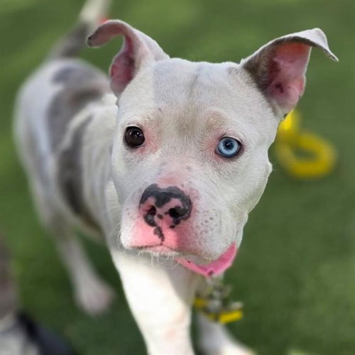 *MOLLY THE WONDER PUP
