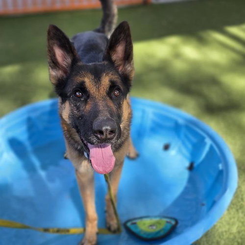*PRINCE, an adoptable German Shepherd Dog in Las Vegas, NV