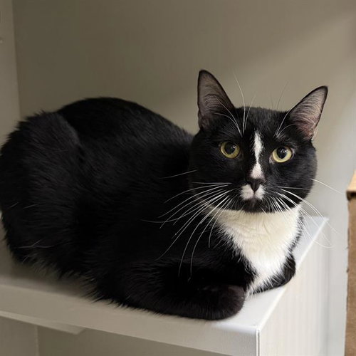*JOSHY, Adult Domestic Short Hair / Mixed (medium coat), cat for adoption in Las Vegas, Nevada