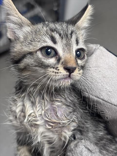 *MAX