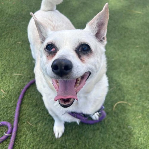 *PRINCE ERIC, an adoptable Chihuahua in Las Vegas, NV