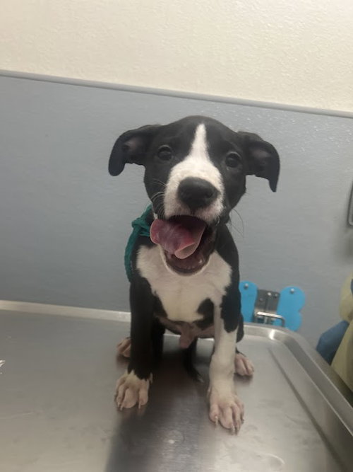 DOMINO