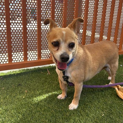 *CASH, an adoptable Chihuahua in Las Vegas, NV