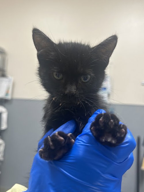 *SALEM