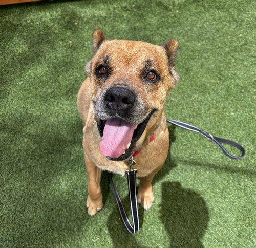 *PENNY, an adoptable Cane Corso Mastiff in Las Vegas, NV