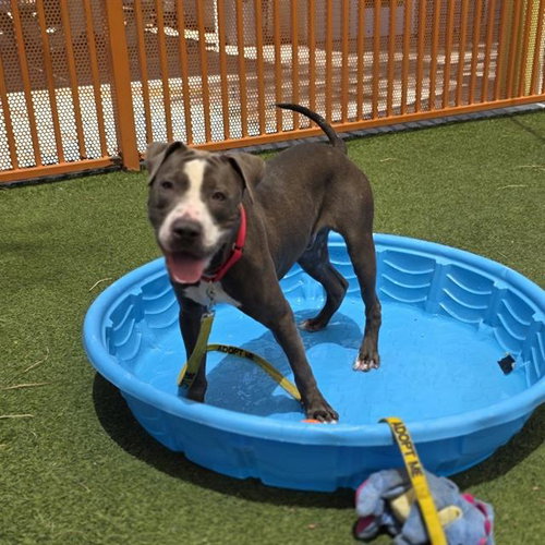 *LIL DIPPER, an adoptable Pit Bull Terrier in Las Vegas, NV