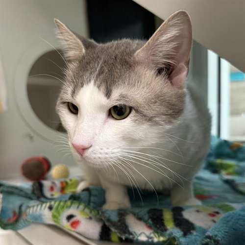 SQUIRT, an adoptable Domestic Short Hair in Las Vegas, NV