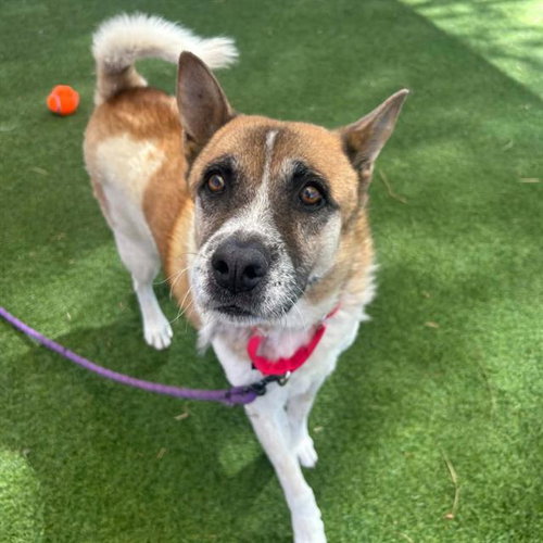 PURNELL, an adoptable Akita in Las Vegas, NV