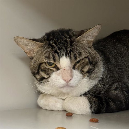 *SCOTT, Adult Domestic Short Hair / Mixed (medium coat), cat for adoption in Henderson, Nevada