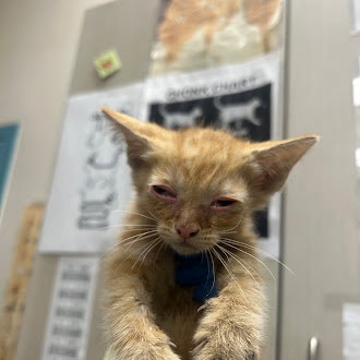 MILO