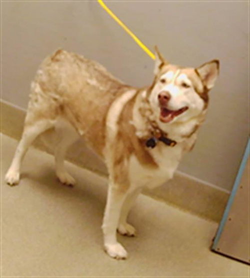*DAKOTA