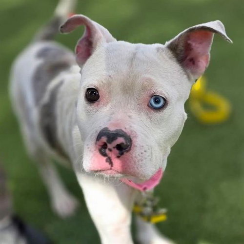 *MOLLY THE WONDER PUP