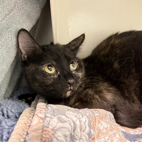 MISO, an adoptable Domestic Short Hair in Las Vegas, NV