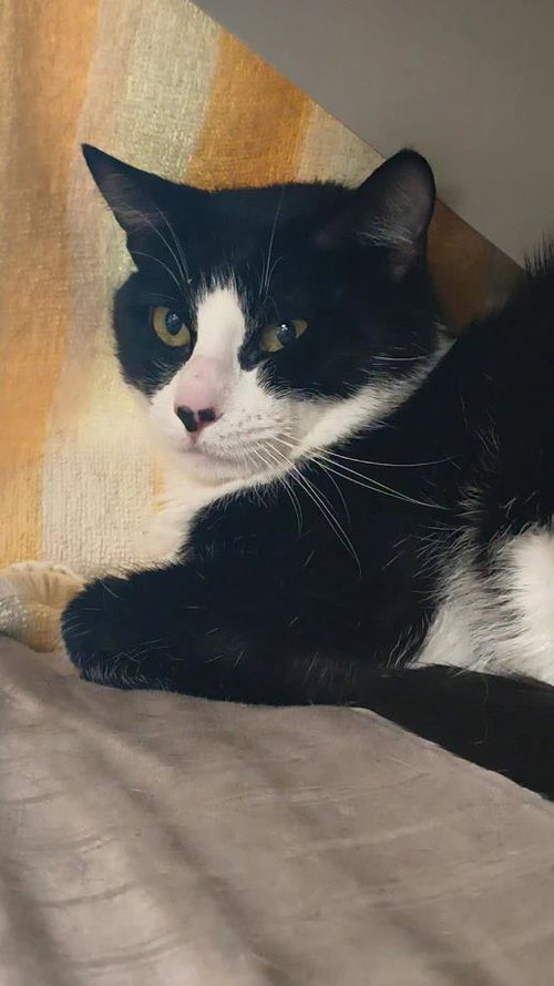 *RENO, Young Domestic Short Hair / Mixed (medium coat), cat for adoption in Las Vegas, Nevada
